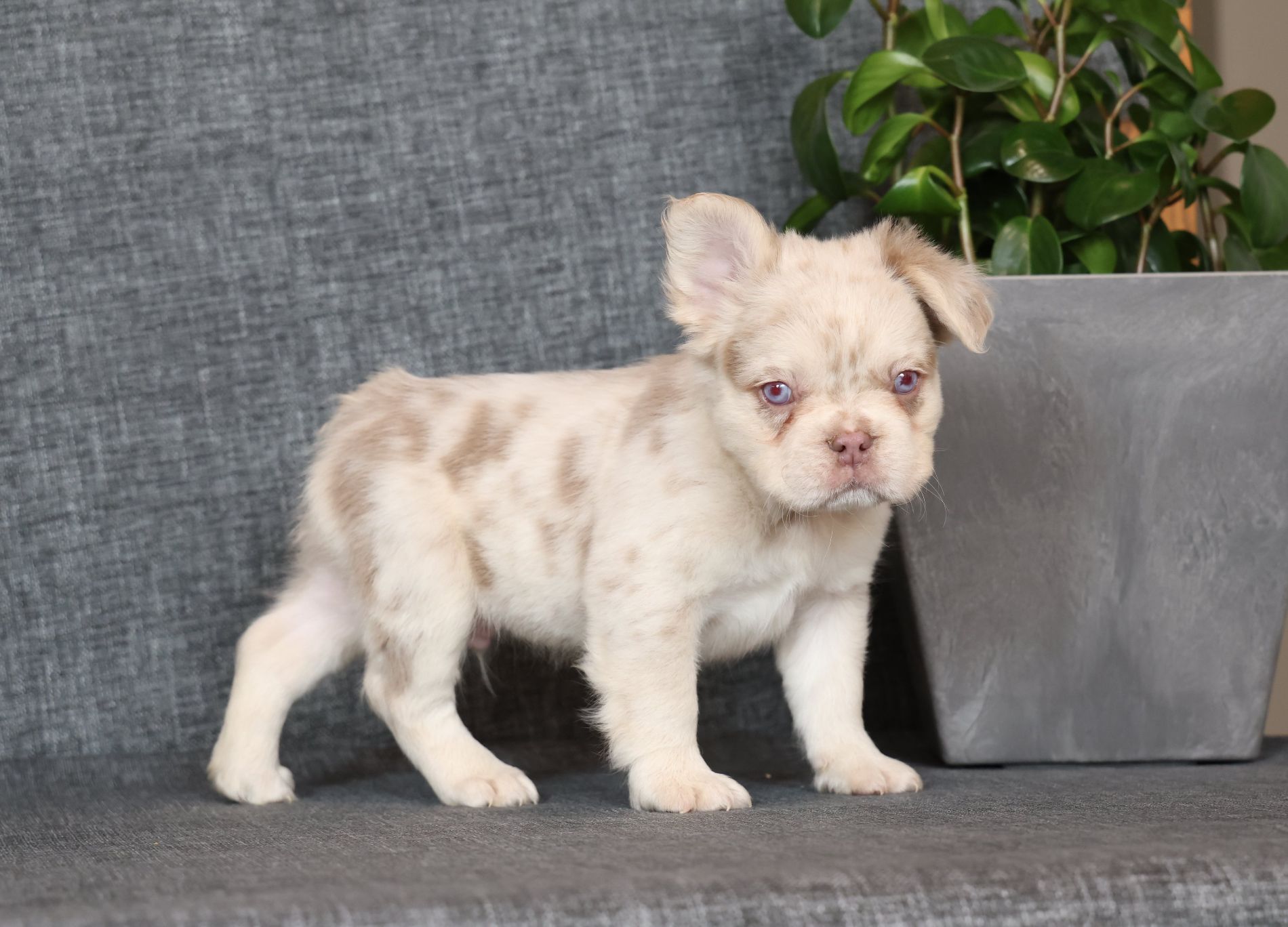 Scenic Hollow Frenchies